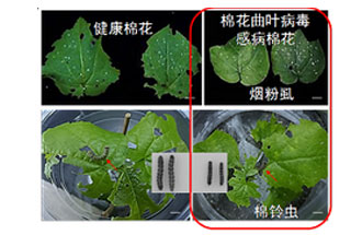近日，微生物研究所發(fā)現(xiàn)雙生病毒調(diào)控植物免疫平衡實現(xiàn)全新生態(tài)功能